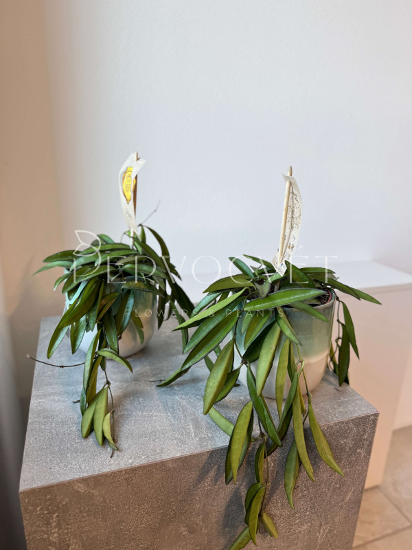 Хойя Вайети 10 см