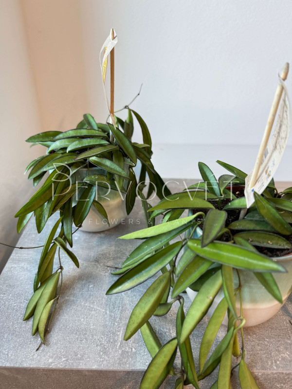 Хойя Вайети 10 см