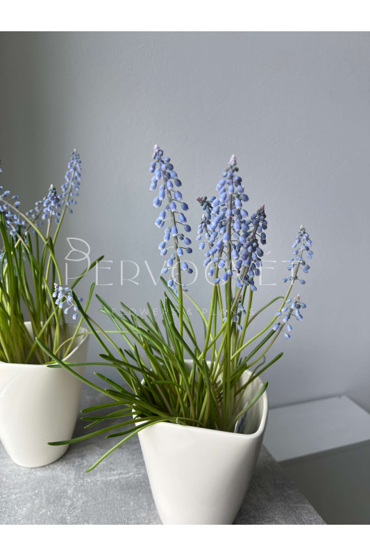 Мускари Мышиный Гиацинт