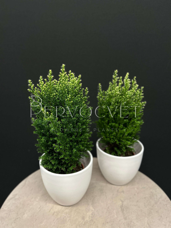 Кипарисовик 40 см