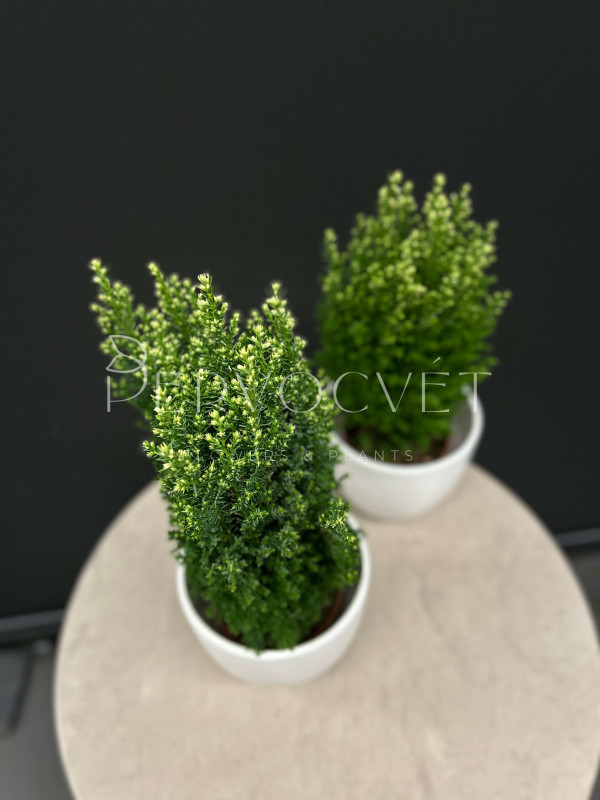 Кипарисовик 40 см