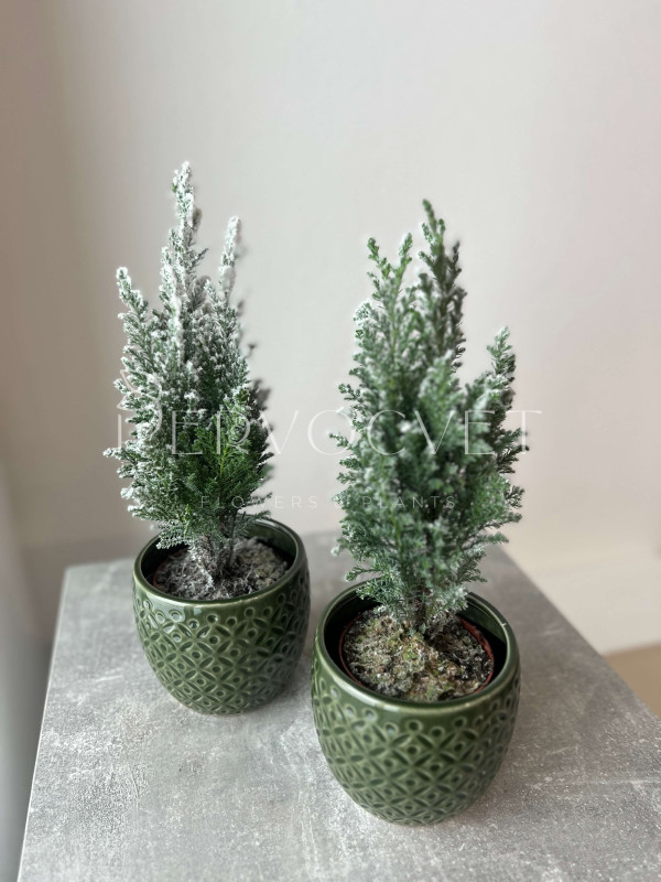 Хамекипарис заснеженный в грунте 30 см