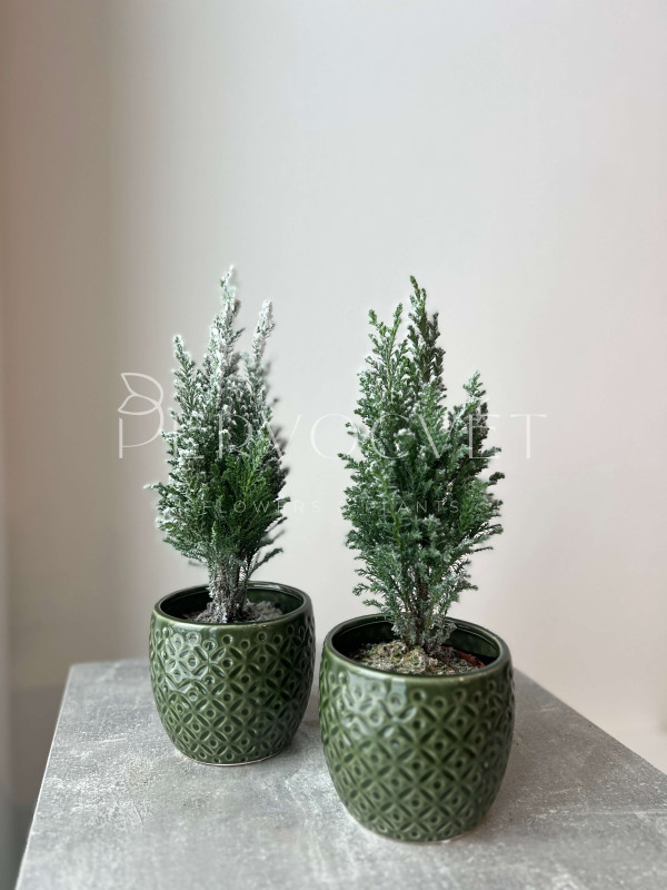 Хамекипарис заснеженный в грунте 30 см