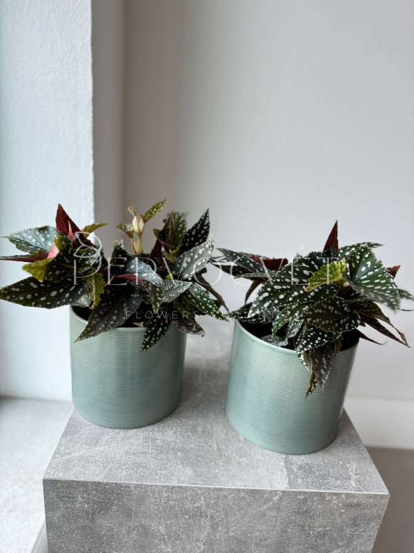 Бегония Спотлайт Грин 30 см