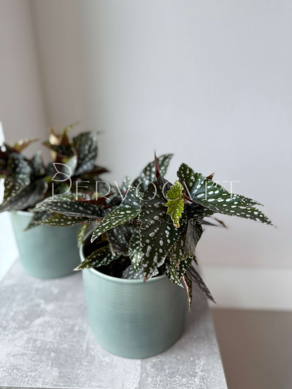 Бегония Спотлайт Грин 30 см