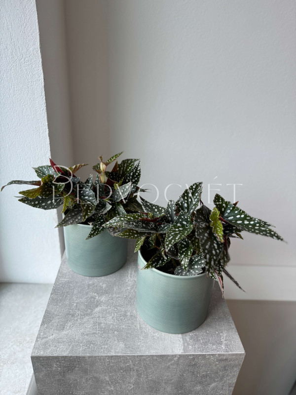 Бегония Спотлайт Грин 30 см