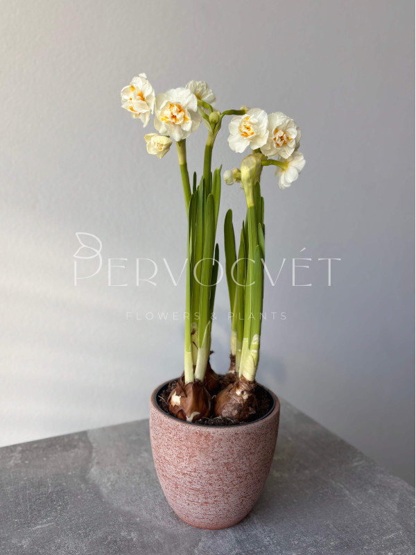 Нарцисс Брайдал Краун 20 см