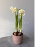 Нарцисс Брайдал Краун 20 см
