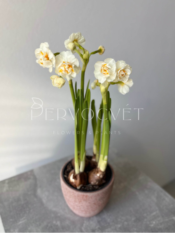 Нарцисс Брайдал Краун 20 см