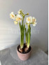 Нарцисс Брайдал Краун 20 см