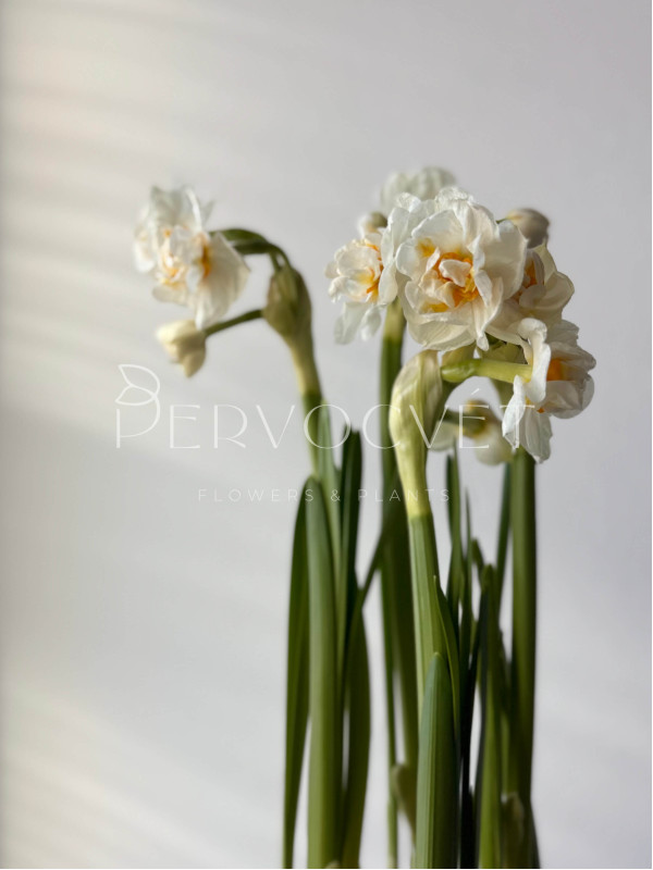 Нарцисс Брайдал Краун 20 см
