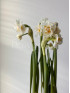Нарцисс Брайдал Краун 20 см