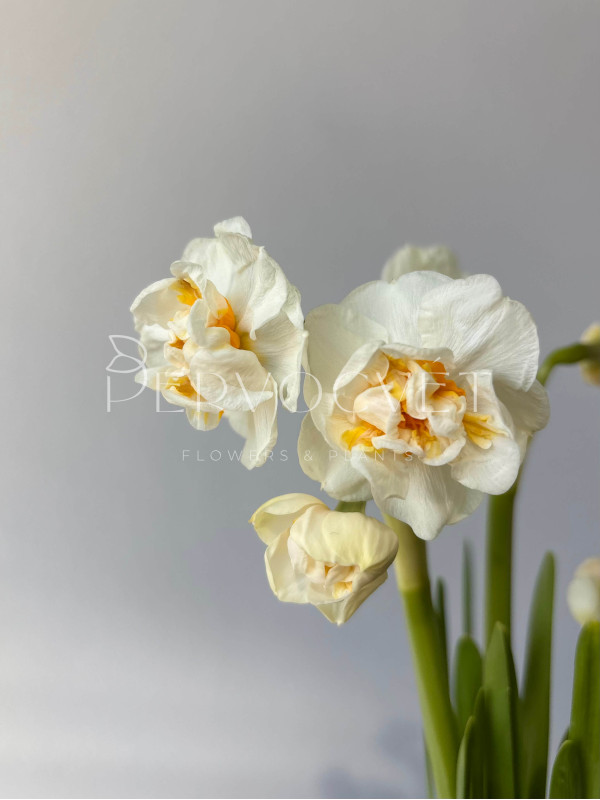 Нарцисс Брайдал Краун 20 см