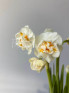 Нарцисс Брайдал Краун 20 см