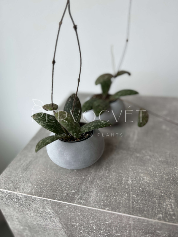 Хойя Сигиллатис 10 см