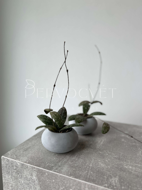 Хойя Сигиллатис 10 см