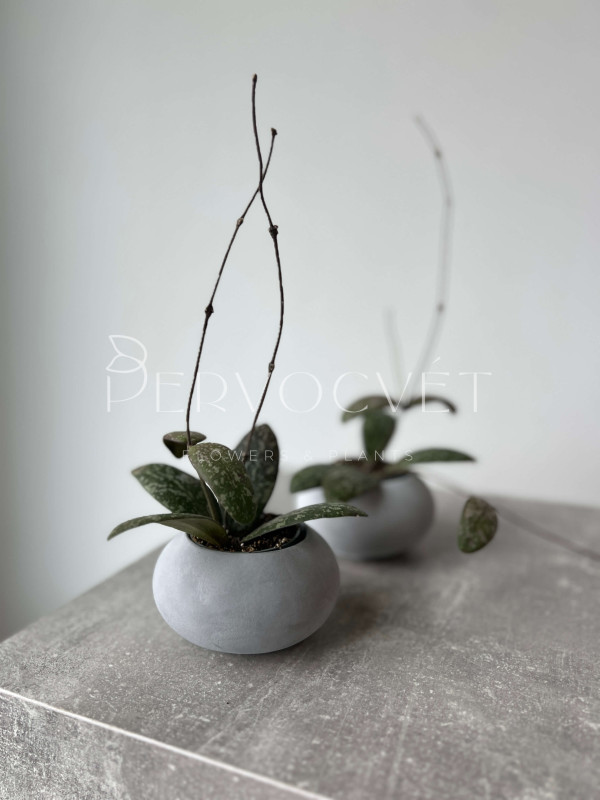 Хойя Сигиллатис 10 см