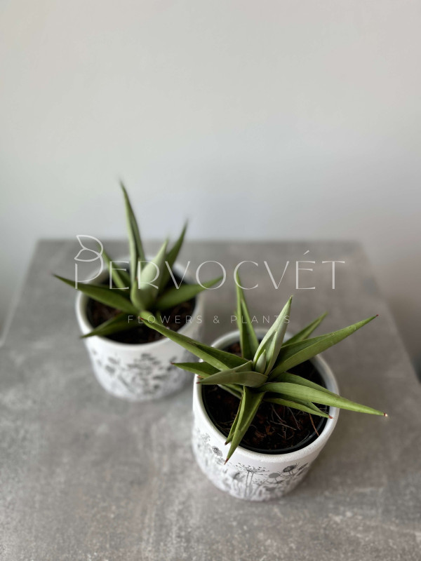 Сансевиерия Чанин Краун 15 см