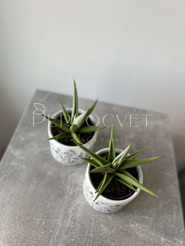 Сансевиерия Чанин Краун 15 см