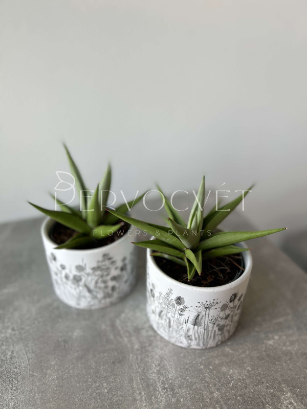 Сансевиерия Чанин Краун 15 см