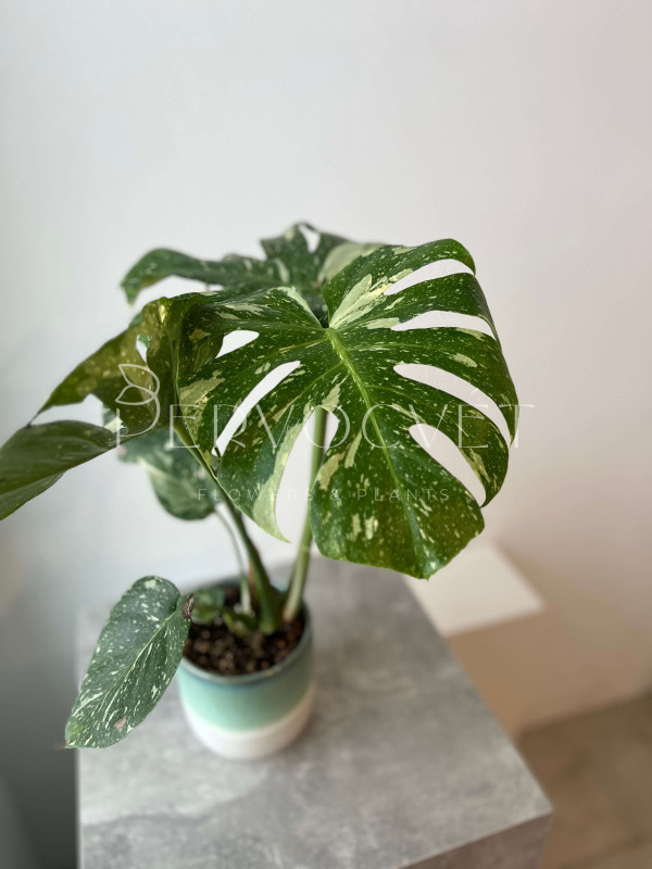 Монстера Тайское Созвездие 50 см