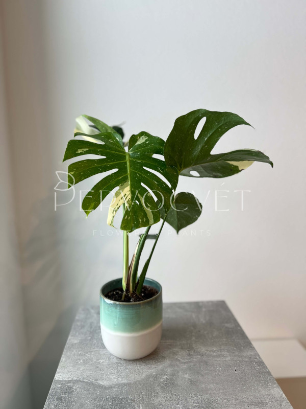 Монстера Тайское Созвездие 50 см