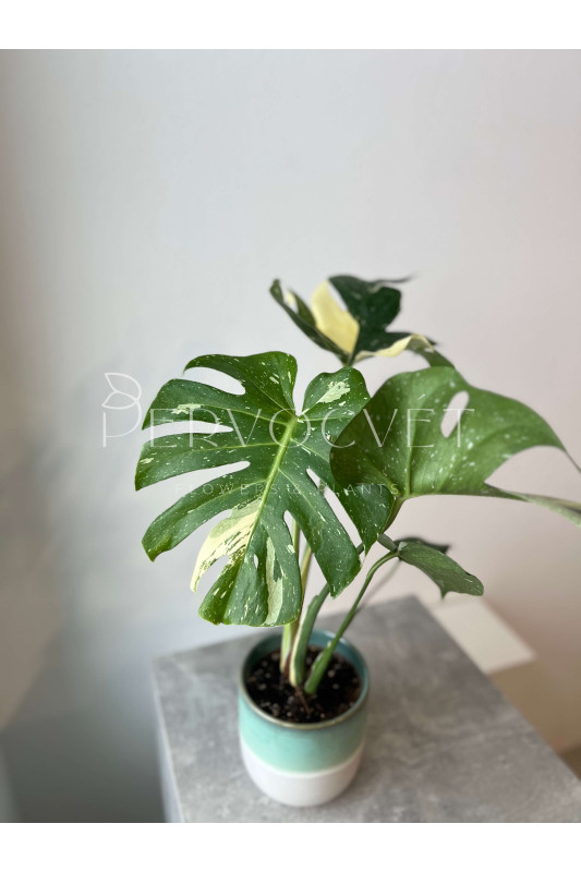 Монстера Тайское Созвездие 50 см