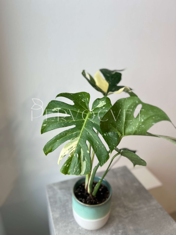 Монстера Тайское Созвездие 50 см