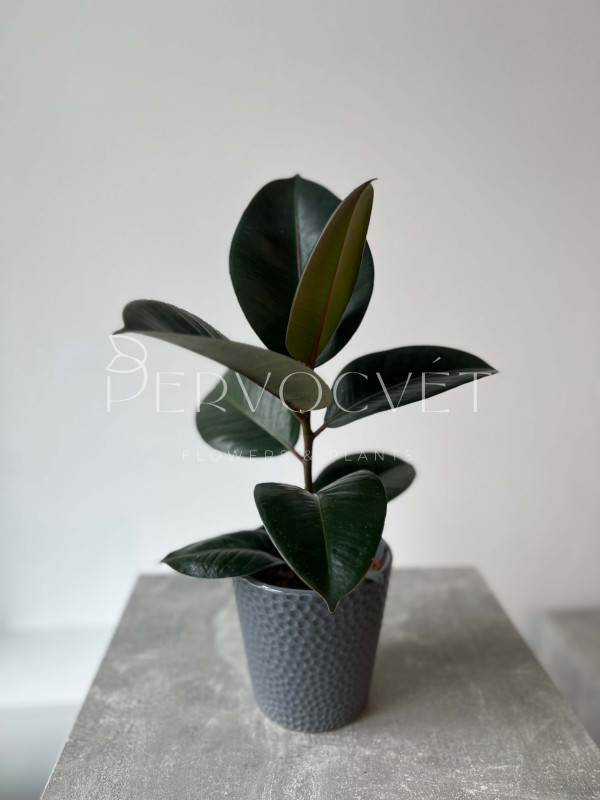 Фикус Эластика Робуста 40 см