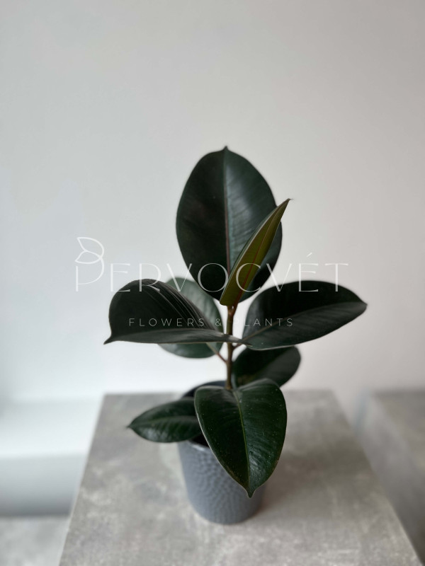 Фикус Эластика Робуста 40 см