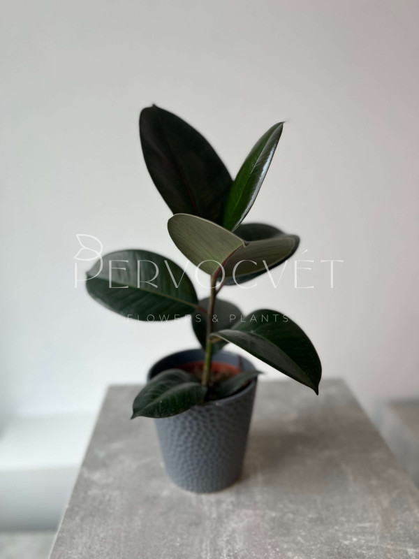 Фикус Эластика Робуста 40 см