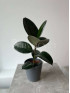 Фикус Эластика Робуста 40 см