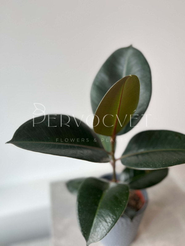 Фикус Эластика Робуста 40 см