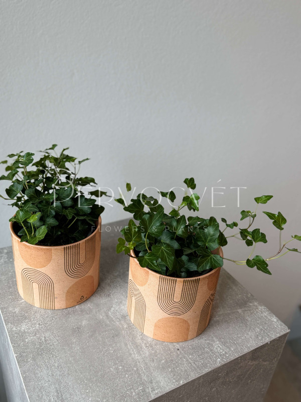 Хедера Микс 30 см