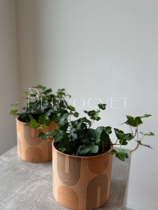 Хедера Микс 30 см