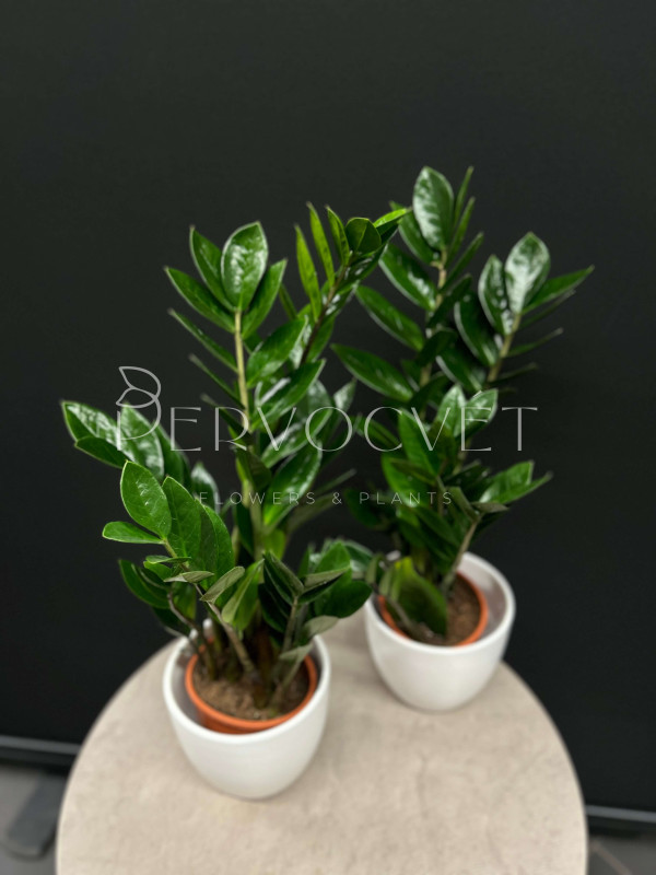 Замиокулькас Лоддигеза 50 см