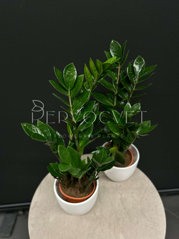 Замиокулькас Лоддигеза 50 см