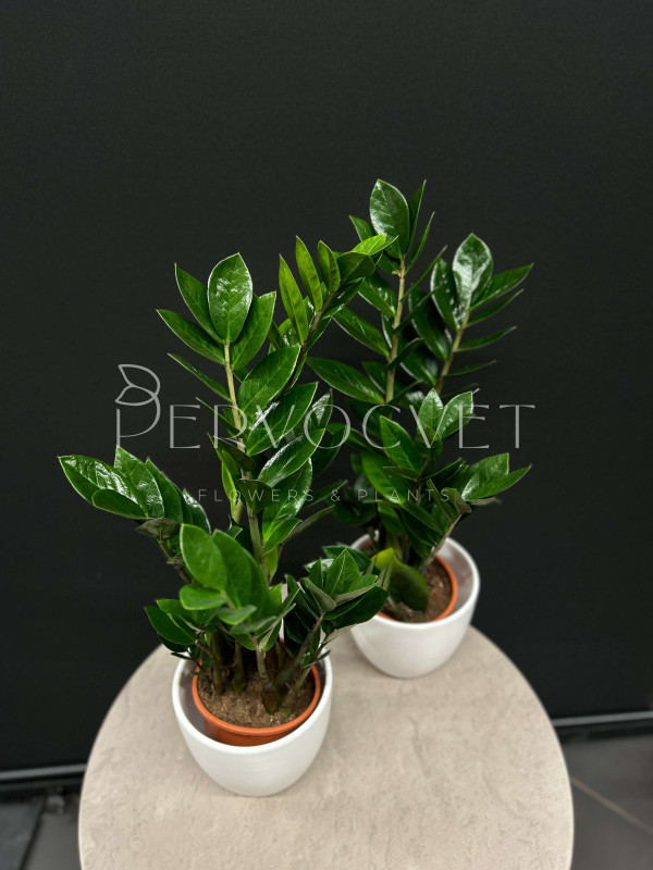 Замиокулькас Лоддигеза 50 см