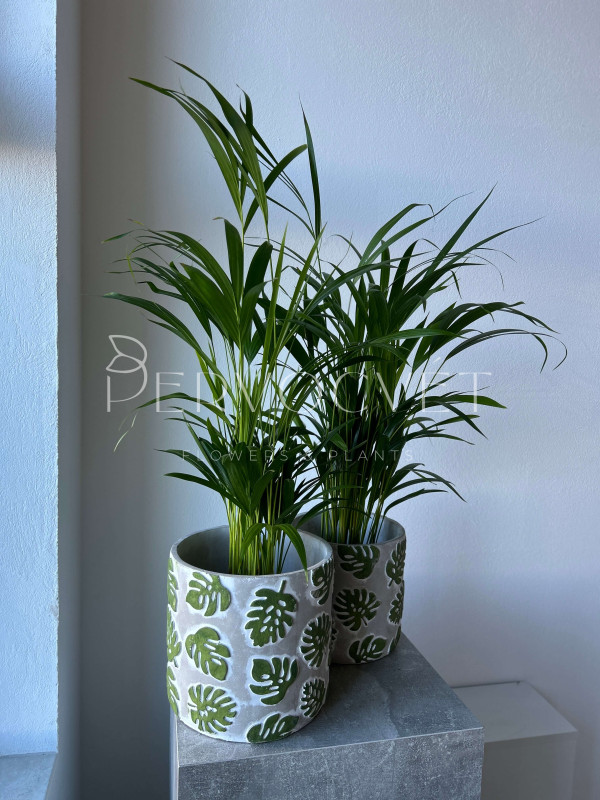 Арека Дипсис 80 см