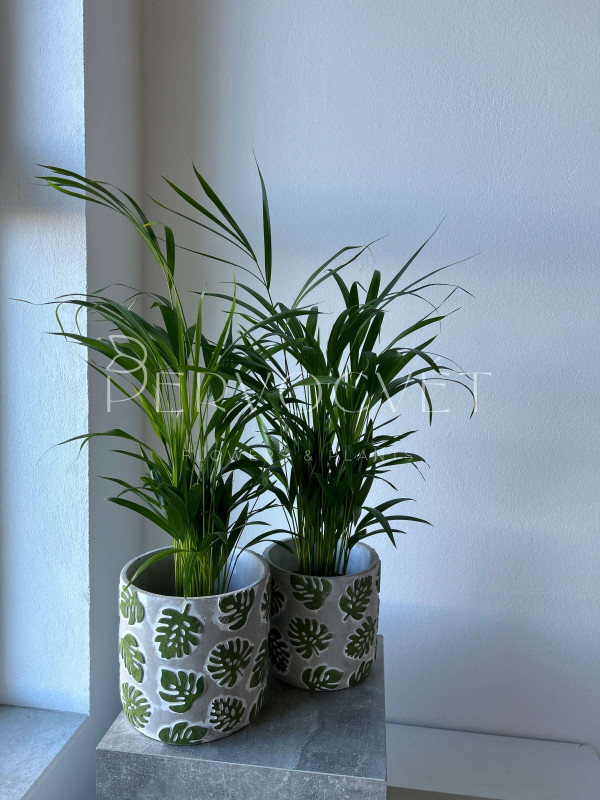 Арека Дипсис 80 см