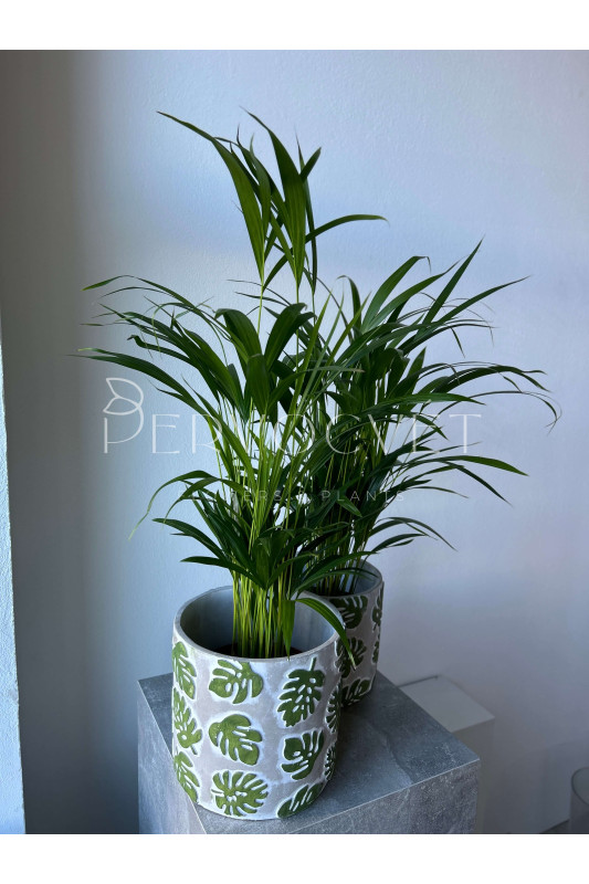 Арека Дипсис 80 см