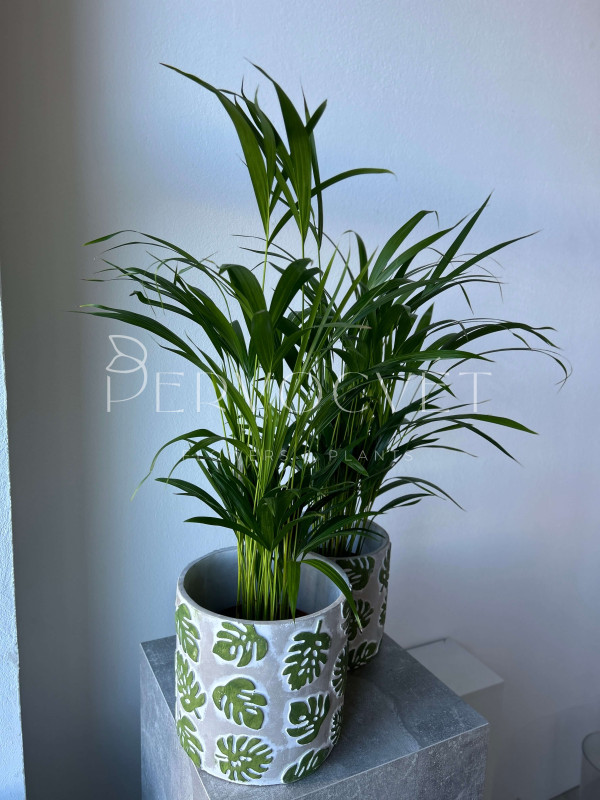 Арека Дипсис 80 см