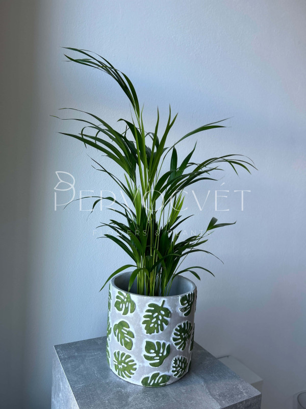 Арека Дипсис 80 см