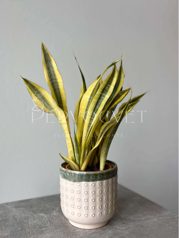 Сансевиерия Голд Даст 40 см