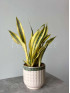 Сансевиерия Голд Даст 40 см