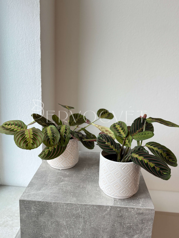 Маранта 30 см