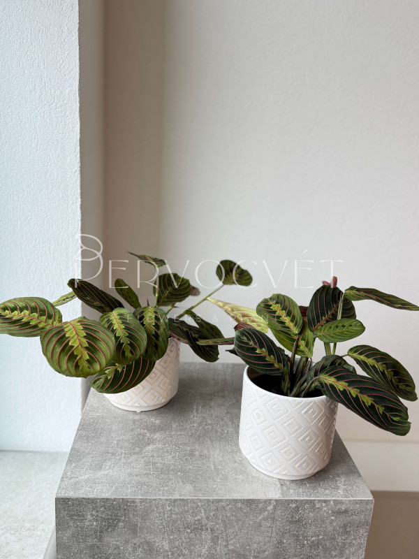 Маранта 30 см