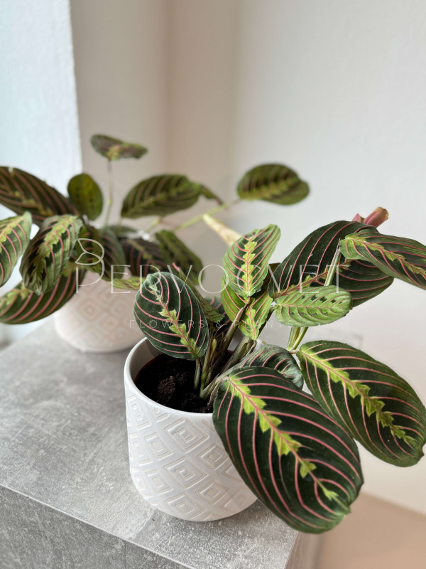 Маранта 30 см