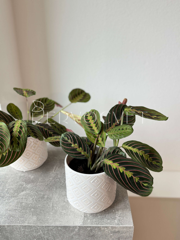 Маранта 30 см