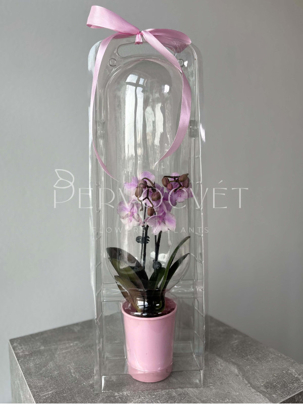 Орхидея Фаленопсис в Подарочной упаковке 40 см